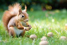 Juvenile Squirrels Playing With Oak Nut On Grass