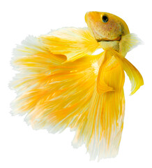 Wall Mural - Yellow Halfmoon Betta splendens or siamese fighting fish isolated on white background, With png file.