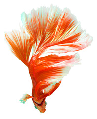 Wall Mural - Red Halfmoon Betta splendens or siamese fighting fish isolated on white background, With png file.