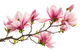 Fototapeta Dmuchawce - Pink Flowering Branch. A branch adorned with pink flowers stands out against a plain Transparent background, adding a pop of color to the scene.