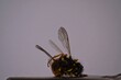 wespe insekt sitzend auf blume macro foto einzigartige ansicht 