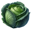 head of cabbage isolated on transparent background AI Generated 