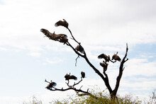 Flock Of Vultures Perched In A Treetop, Kruger National Park, South Africa