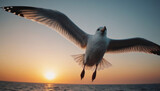 Fototapeta Sport - Flying seagull at sunset. Close up photo.