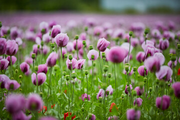  Lila Mohn und Roter Mohn, Mohnfeld in Bad Salzufeln, Juni 2023 
