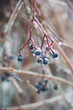 Berry in ice. Natural freezing rain. Ice cover. Crushed ice on snow berries.