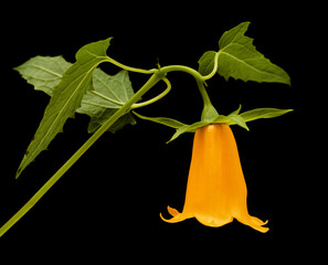 Wall Mural - Flora of Gran Canaria -  Canarina canariensis, Canary bellflower, unusual yellow variety