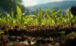 Nature's Promise Unfolds: Witness the Beauty of Small Corn Plants Gently Growing, Embracing the Sun's Warmth and Earth's Nourishment
