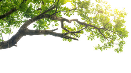 tree branch isolated on transparent and white background.png image