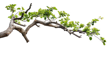 tree branch isolated on transparent and white background.png image
