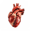 Isolated human heart with heart chambers and muscle and veins - Topic human anatomy and organs