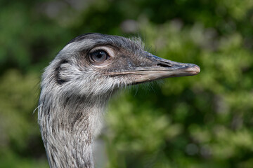Poster - A close up profile portrait of a greater rhea. The image shows the feathers in great detail. It is a close up of its head