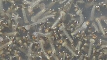 Group Of Mosquito Larva In A Puddle Of Water
