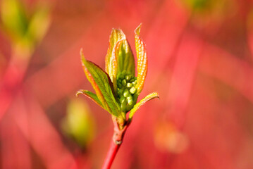 Wall Mural - small green bud of a shrub with red bark
