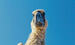 Close-up shot of the head of a Dodo flightless bird isolated against a sunny blue sky. Concept shot on extinction, poaching, hunting, deforestation and the threat to animals from humans