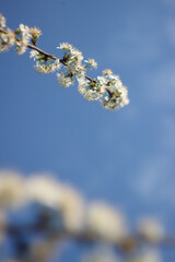 Wall Mural - Plum tree branch in bloom in the spring garden