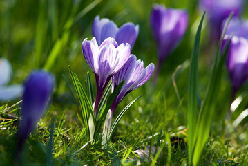 Wall Mural - lilac spring crocus (Crocus Vernus Vernus)