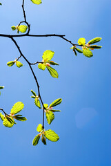 Wall Mural - a branch with very young leaves of a common hornbeam (Carpinus betulus) in early spring