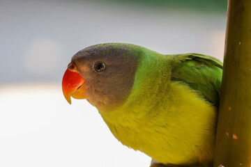 Green wild parrot with pitiful eyes in Thailand He was caught and raised in front of the house with pitiful eyes.