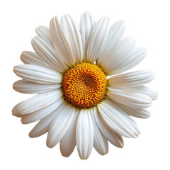 daisy flower on isolated background