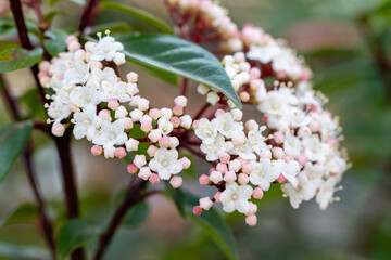 Wall Mural - Viburnum Tinus Compactum flower called Durillo cultivated in a garden in Madrid