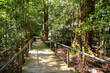 Scenic Walkway, an elevated boardwalk passing through the rainforest of the Jamison Valley in Scenic World, a famous tourist attraction of the Blue Mountains National Park, New South Wales, Australia