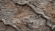 texture oak tree bark