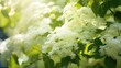 fragrant elderflowers