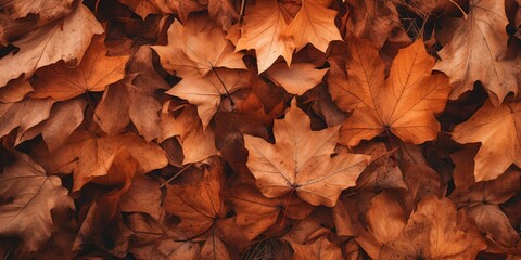 Wall Mural - Autumn leaves background.