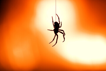 garden spider (araneus diadematus) in back light of a street lamp