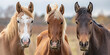 Group of young horses in a pasture