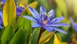 vertical image of the blue flowers and yellow leaves foliage of sweet kate spiderwort tradescantia sweet kate