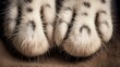 animals dog paws