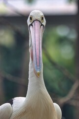 Canvas Print - Port Douglas, Queensland, Australia