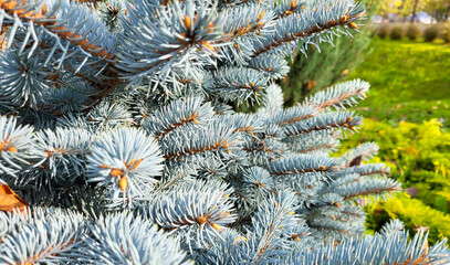 A beautiful branch of a blue spruce in a green garden on a sunny day.