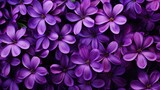 Fototapeta  - floral purple flower background
