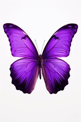Poster - Beautiful purple butterfly resting on a white surface. Great for nature or spring themed projects