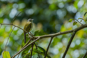 Wall Mural - Olive bulbul Iole virescens perching on a branch in mount Lawu montane forest East Java, with natural bokeh background	