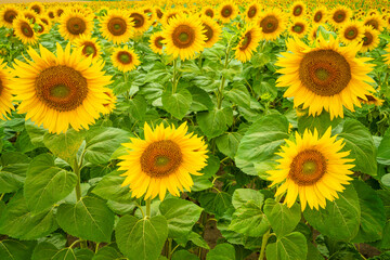  Sunflower field in summer season. Sunflower blooming in the field.