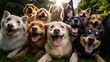 © PikePicture - adorable smiling dogs