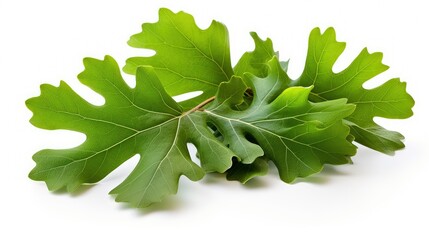 Poster - tree oak leaves white background