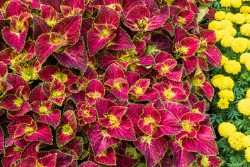 Wall Mural - Top view, close-up background, many beautiful purple hermit leaves growing.