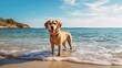 sand dog at the beach