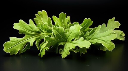 Poster - nature oak leaves white background