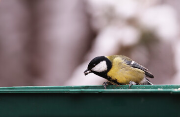 Wall Mural - The great tit grabbed the seed and holds it in its beak. Now urgently need to fly away before anyone attacks...