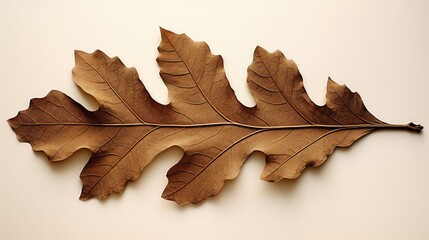 Sticker - autumn oak leaf outline