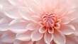 petal light pink flower
