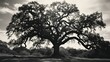 contrast black and white photo oak tree