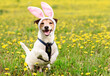 Happy Easter dog wearing bunny ears in spring meadow