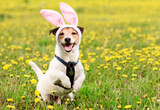 Fototapeta Zwierzęta - Happy Easter dog wearing bunny ears in spring meadow